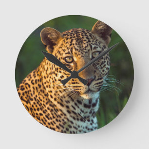 Horloge Ronde Léopard mâle (Panthera Pardus) Jeune adulte