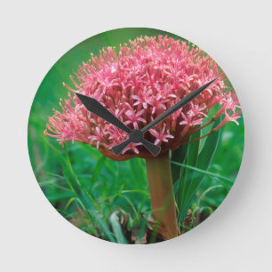Horloge Ronde Lis africain (Agapanthus Praecox), Mala Mala