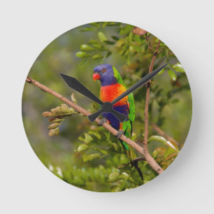 Horloge Ronde Loriquet arc-en-ciel