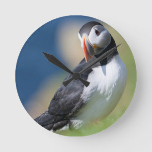 Horloge Ronde Macareux Atlantique (Fratercula Arctica) Sur la fa