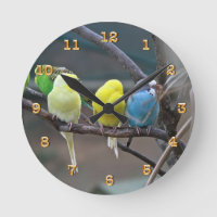 Parakeets Budgie | Birds Photo Nature