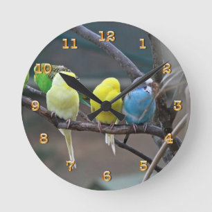Horloge Ronde Parakeets Budgie   Birds Photo Nature