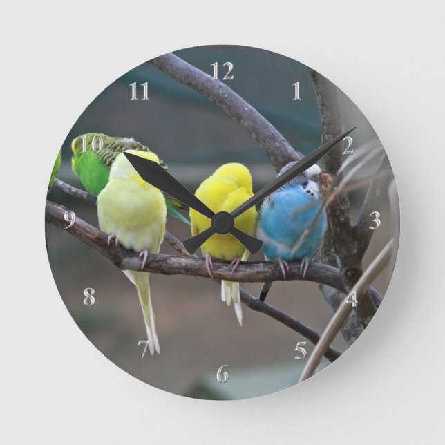 Horloge Ronde Parakeets Budgies Parrots Oiseaux Amateurs d'oisea (Recto)