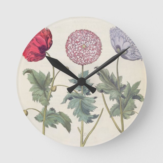 Horloge Ronde Pavots : rubicundis multiplex des albumoris (Recto)