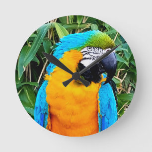 Horloge Ronde Perroquet bleu et jaune