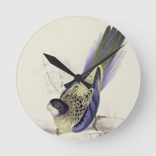 Horloge Ronde Platycercus Brownii, ou Parrakeet de Brown (plat 2
