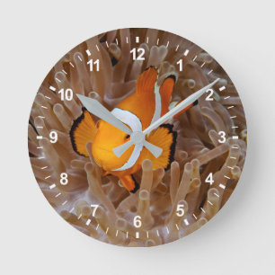 Horloge Ronde Poisson clown - Molokai, North Shore Cliff