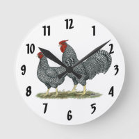 Poules Dominique