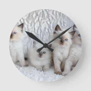 Horloge Ronde Quatre jeunes chats de Ragdoll se reposant dans