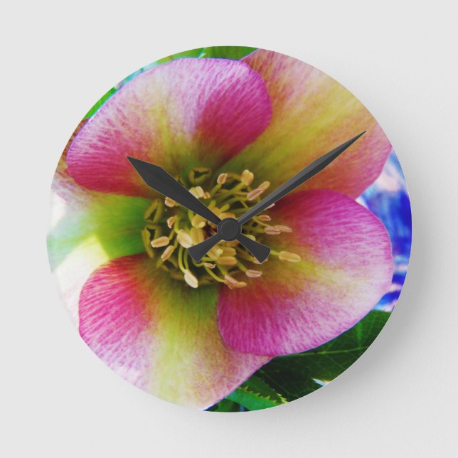 Horloge Ronde Rose Lenten rose, (Recto)