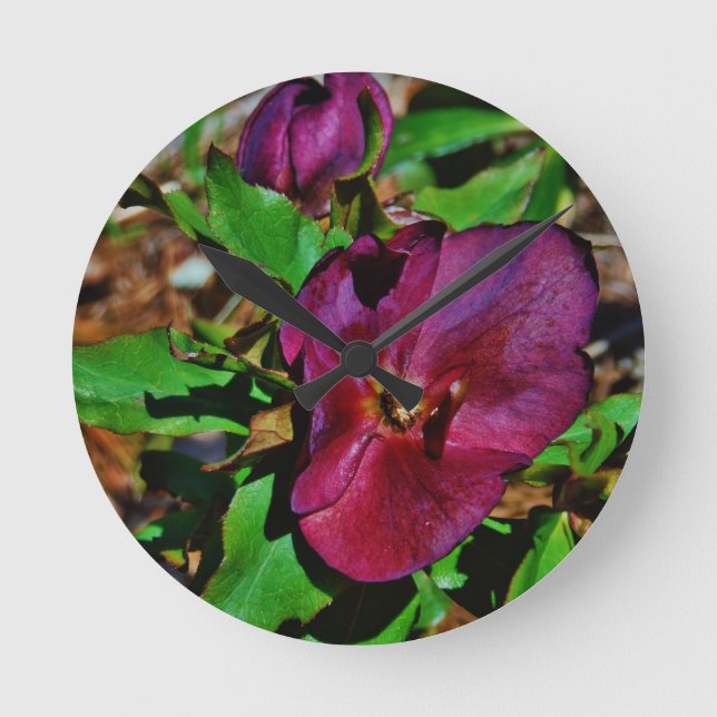 Horloge Ronde Rose Lenten rose de Bourgogne (Recto)