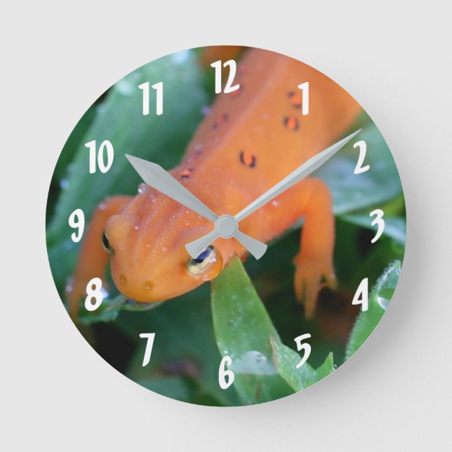 Horloge Ronde Rouge Eft Orange Salamander Nature (Recto)