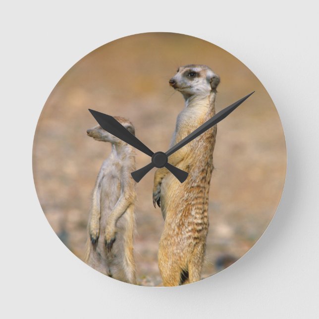 Horloge Ronde Sentinelles Meerkat (Suricata Suricatta), Karas (Recto)