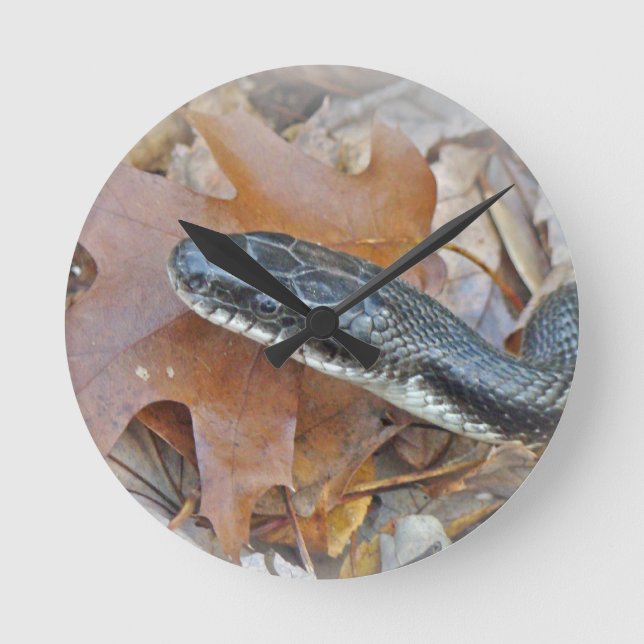 Horloge Ronde Serpent de rat noir - Elaphe obsoleta obsoleta (Recto)