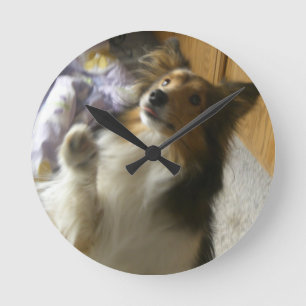 Horloge Ronde Sheepdog des Shetland qui mendie