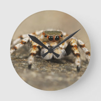Horloge Ronde Tarantula Jumping Bird Spider fantastiques accesso