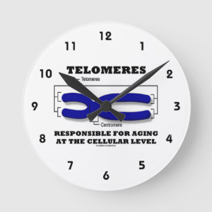 Horloge Ronde Telomères Responsables Du Vieillissement Au Niveau