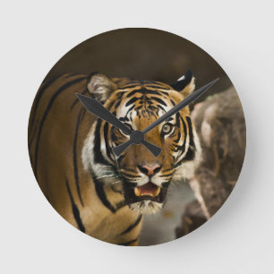 Horloge Ronde Tigre de Sibérie