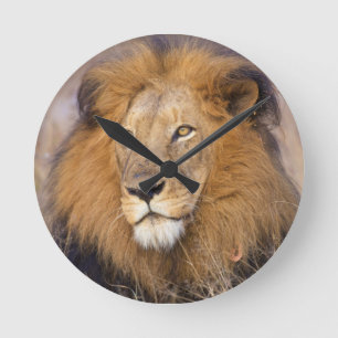 Horloge Ronde Un portrait d'un lion examinant la distance