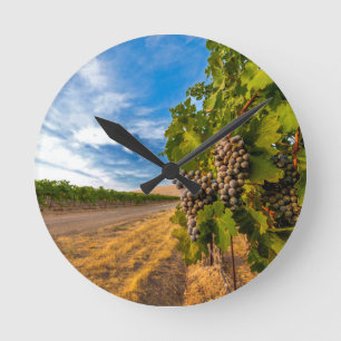 Horloge Ronde USA, Washington, Yakima Valley. Raisins de Merlot