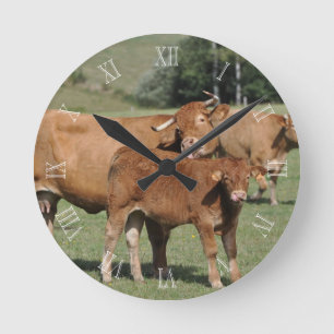 Horloge Ronde Vache du Limousin lavant son veau
