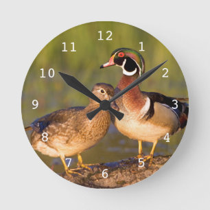 Horloge Ronde Wood Ducks and female on log in wetland