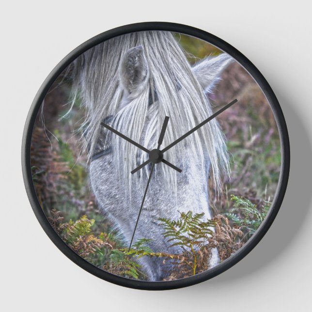Horloge Saule blanc Nouvelle Forêt Pony Pacé sur le Bracke (Recto)