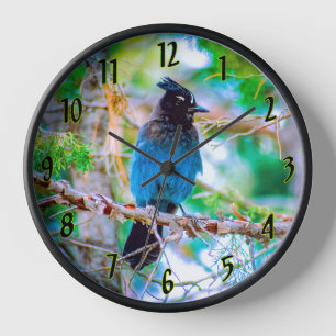 Horloge Steller's Jay - Photographie originale