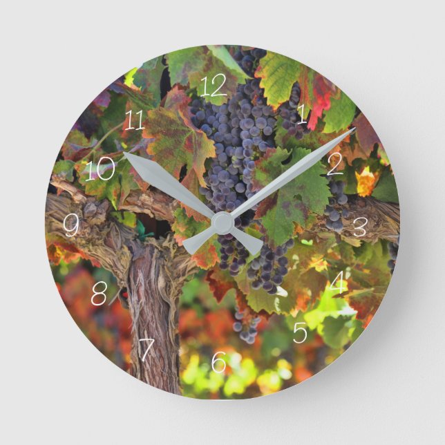 Horloge viticole de raisin (Recto)
