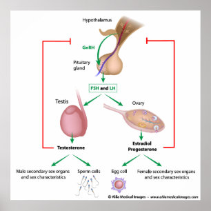 Hormonale Kontrolle der Pubertät von Jungen und Mä Poster