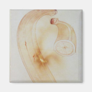 Horn-Banane Magnet