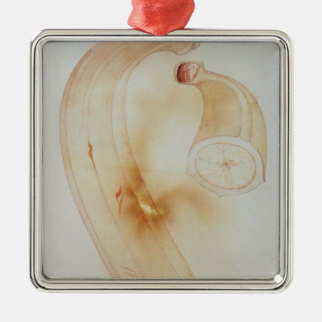 Horn-Banane Silbernes Ornament (Vorne)