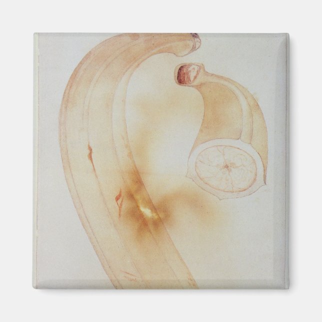 Horn Plantain Magnet (Vorne)