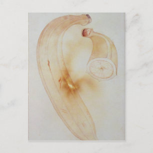 Horn Plantain Postkarte