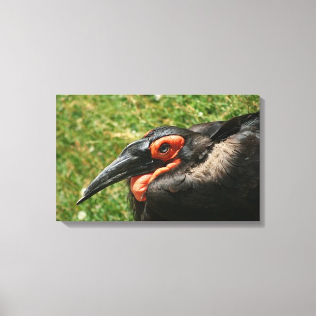 Hornbill-Wrapped Canvas Leinwanddruck (Vorderseite)