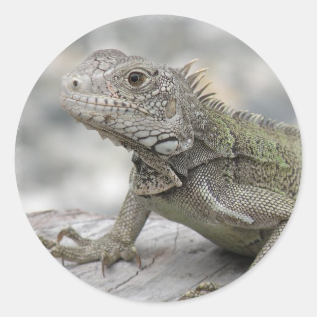 Horned Iguana Sicker Runder Aufkleber (Vorderseite)
