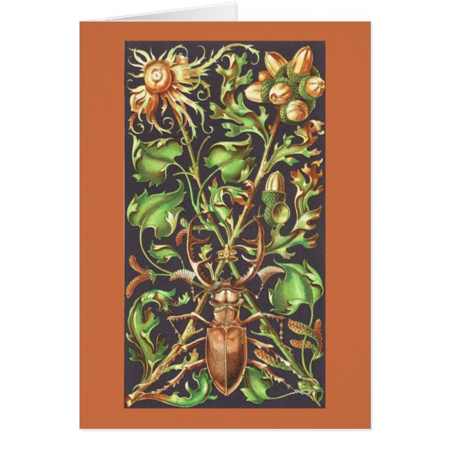 Horned Käfer in Brown (Vorne)