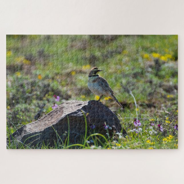 Horned Lark (Horizontal)