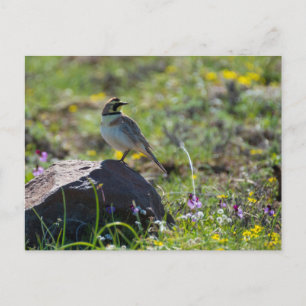Horned Lark Postkarte