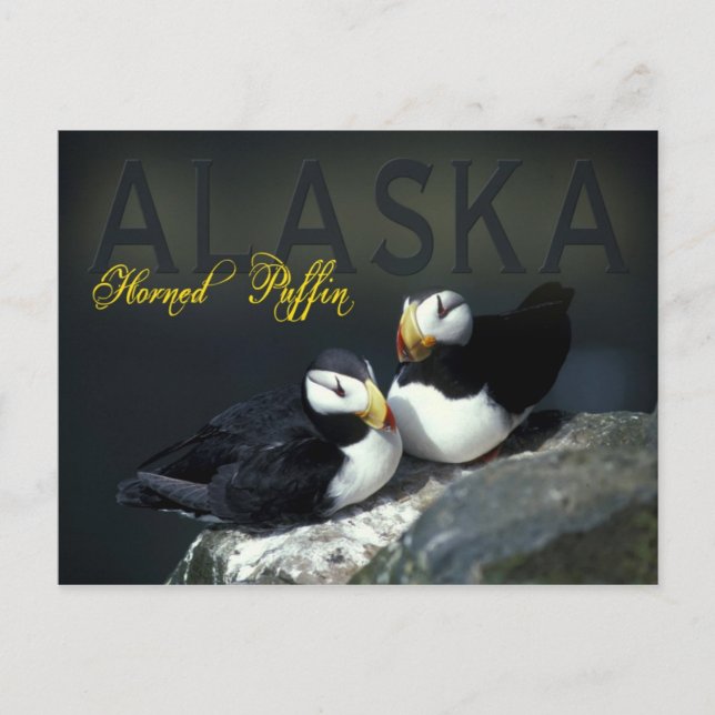 Horned Puffin, Alaska Postkarte (Vorderseite)