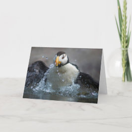 Horned Puffin Bade - Fratercula corniculata Karte