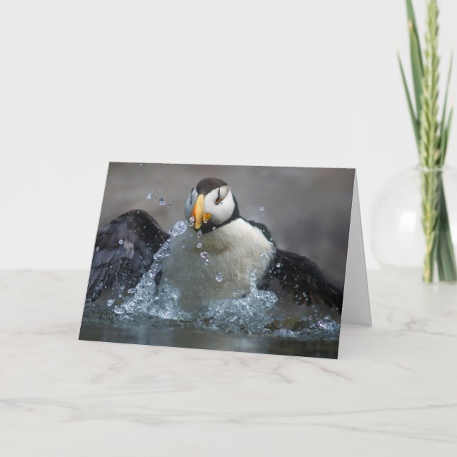 Horned Puffin Bade - Fratercula corniculata Karte (Vorderseite)