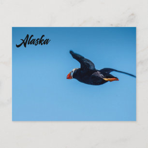 Horned Puffin Flight Alaskan Postcard Postkarte