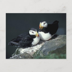 Horned Puffin-Paar - Maßgeschneidert Postkarte