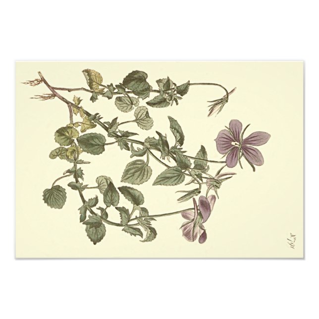 Horned Violet Botanical Illustration Fotodruck (Vorne)