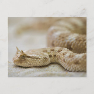 Horned Viper Postcard Postkarte