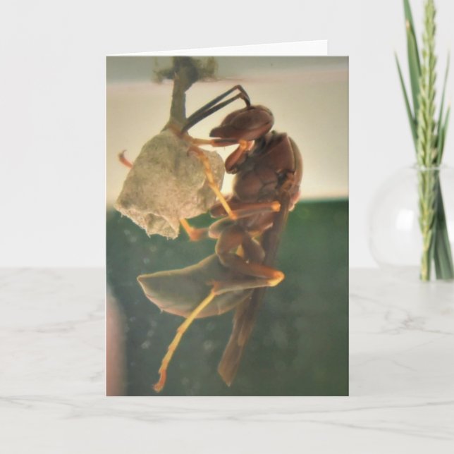 Hornet, carte (Devant)