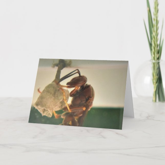 Hornet, carte (Devant)