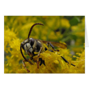Hornet face à l'écran