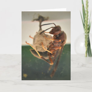 Hornet, Karte